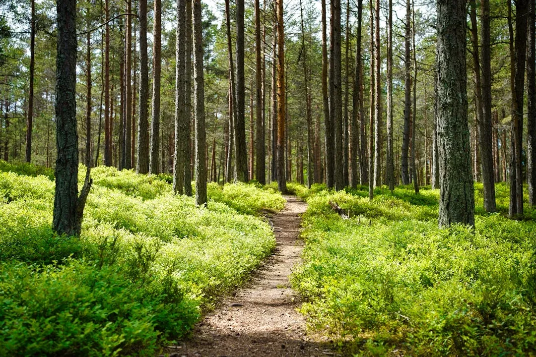 hiker on a winding mountain trail